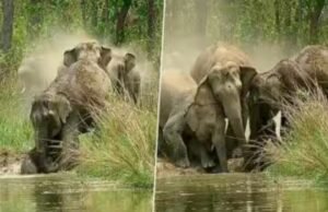 Viral Video: પાણીમાં પડી ગયું હાથીનું નાનું બચ્ચુ, બચાવવા પૂરું ઝૂંડ એકજૂટ થઈ ગયું, દિલ જીતી લે તેવો આ વીડિયો જુઓ