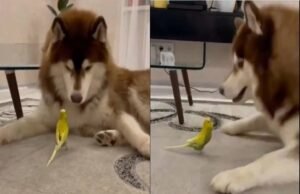 નાના પક્ષી અને કુતરાનો શાનદાર વીડિયો, તેમની વચ્ચેની રમત જોઈ તમને પણ આવી જશે હસવું