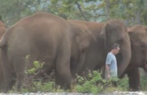 Viral Video: હાથીઓને એક વર્ષ બાદ મળ્યો મિત્ર, ખુશીથી ઝૂમી ઉઠ્યું પૂરું ઝૂંડ, હૃદયસ્પર્શી આ વીડિયો જુઓ