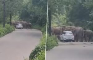 Viral Video: જંગલ વચ્ચેથી પસાર થતી કારને હાથીઓના ઝૂંડે અટકાવી, આશ્ચર્ય સર્જતો આ વાયરલ વીડિયો જુઓ