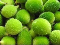 કંટોલા છે વિશ્વનું સૌથી શક્તિશાળી શાકભાજી, તેના ગુણો અને ફાયદા વિશે જાણો