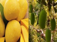 ગુજરાતની કેરીઓએ વિદેશમાં મચાવી ધૂમ; 856 લાખ ટનની નિકાસ કરવામાં આવી